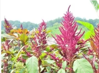 아마란스 재배 직파 요령 잎과 곡립 겸용 수확_8