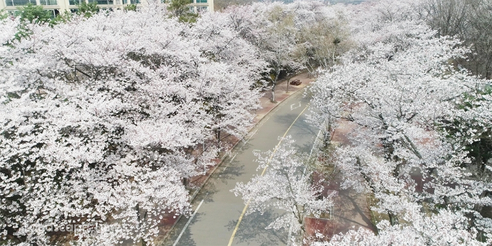 인천대공원, 벚꽃 축제, 인천 벚꽃, 인천 맛집