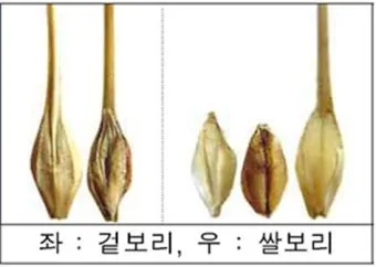 겉보리와 쌀보리의 차이와 가격 비교_41