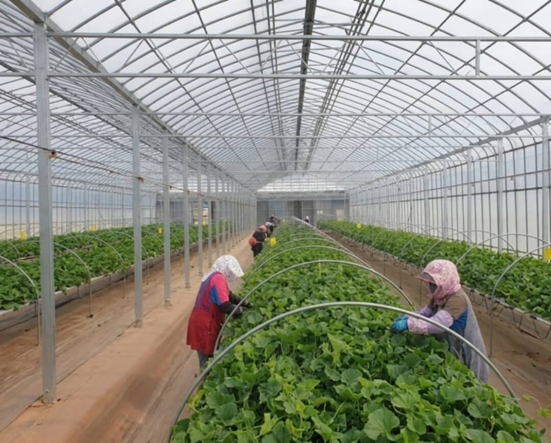 하우스 안에서 이루어지는 참외 시설재배 현장 이미지