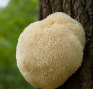 노루궁뎅이버섯 효능