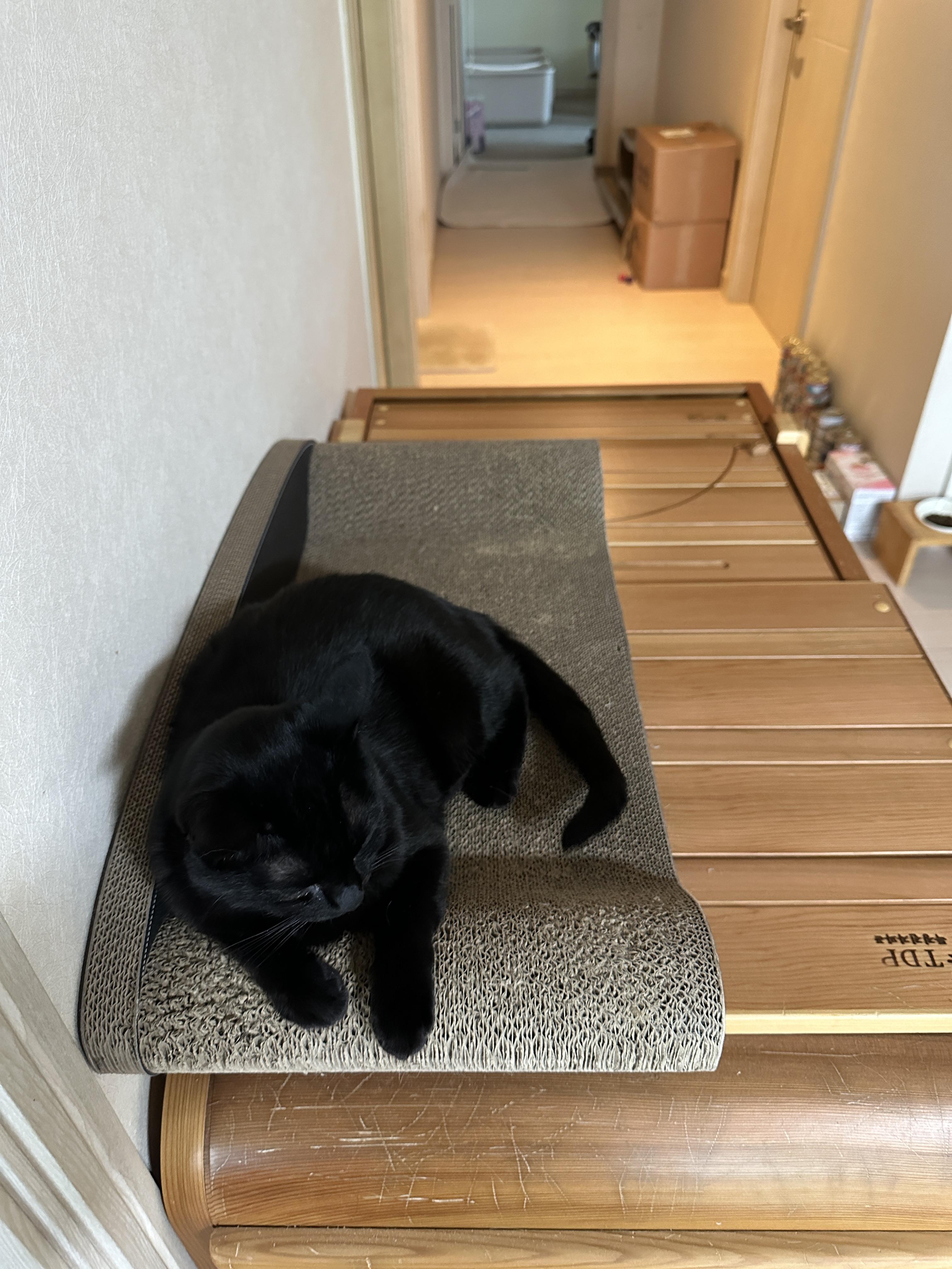 아홉냥이들의 평화로운 낮잠시간 모음 (feat.점점 밝은 고양이가 되어가는 사랑이)