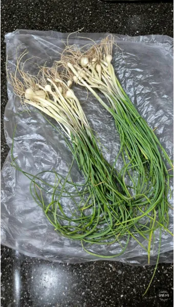 달래 손질 방법 달래장 맛있게 꿀팁_9