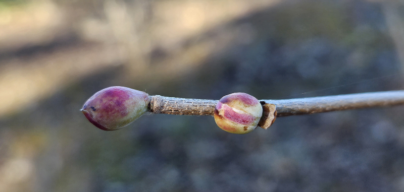 히어리 겨울눈1