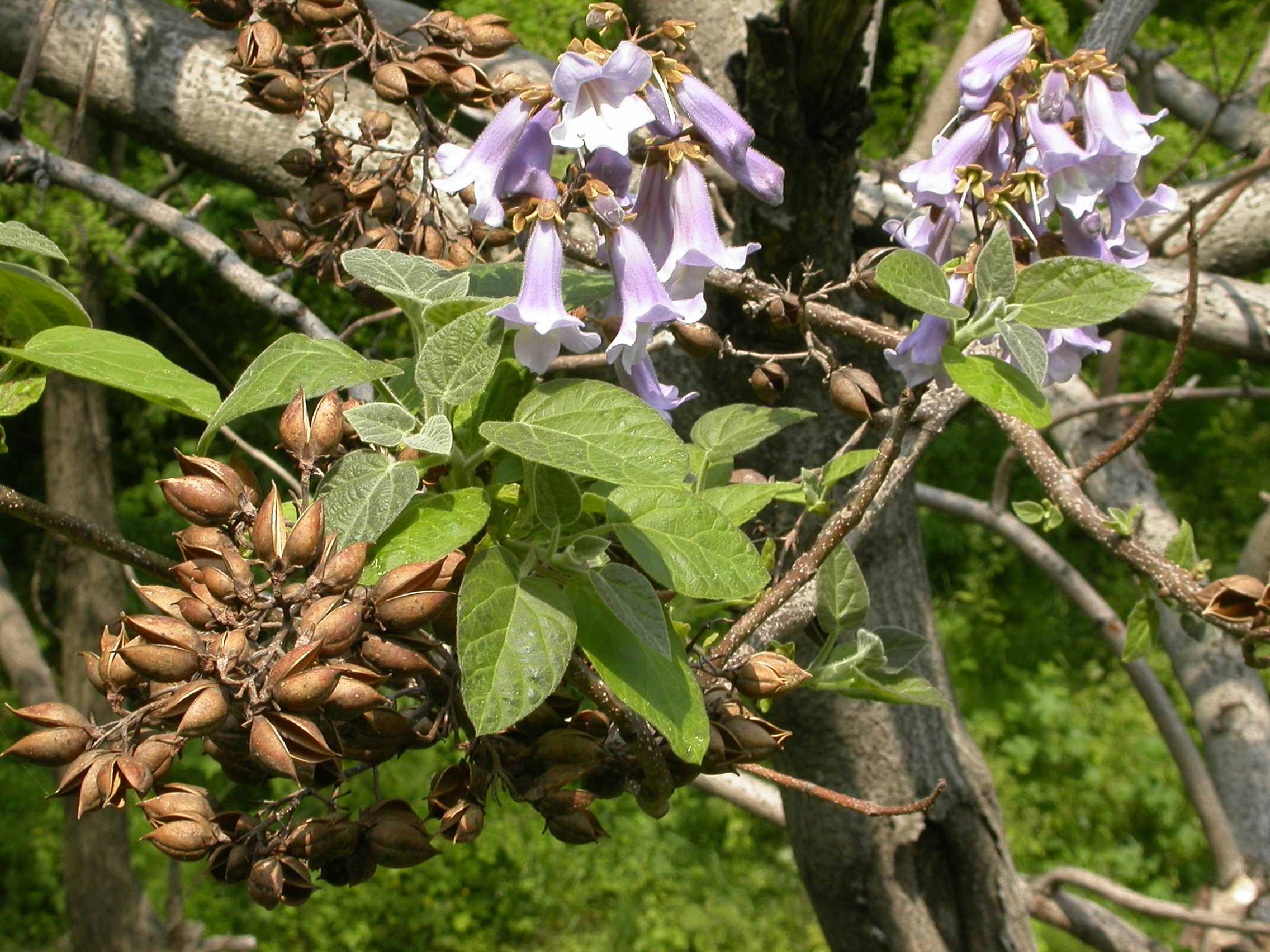오동나무(Paulownia coreana): 오동나무는 봄철 연보라색의 종 모양 꽃이 풍성하게 피는 낙엽성 활엽수이다. 성장이 빠르고 가벼운 목재를 제공하여 전통 악기와 가구 제작에 활용된다. 햇빛을 좋아하며 배수가 잘되는 토양에서 잘 자란다.