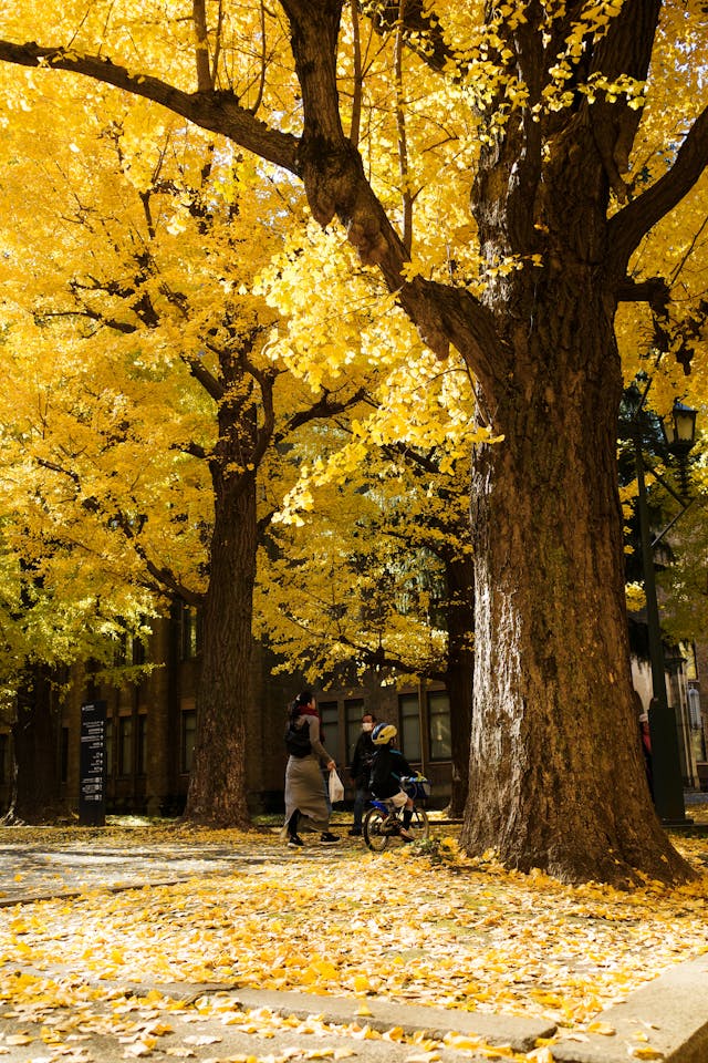 오색약수 단풍 코스 완전정리