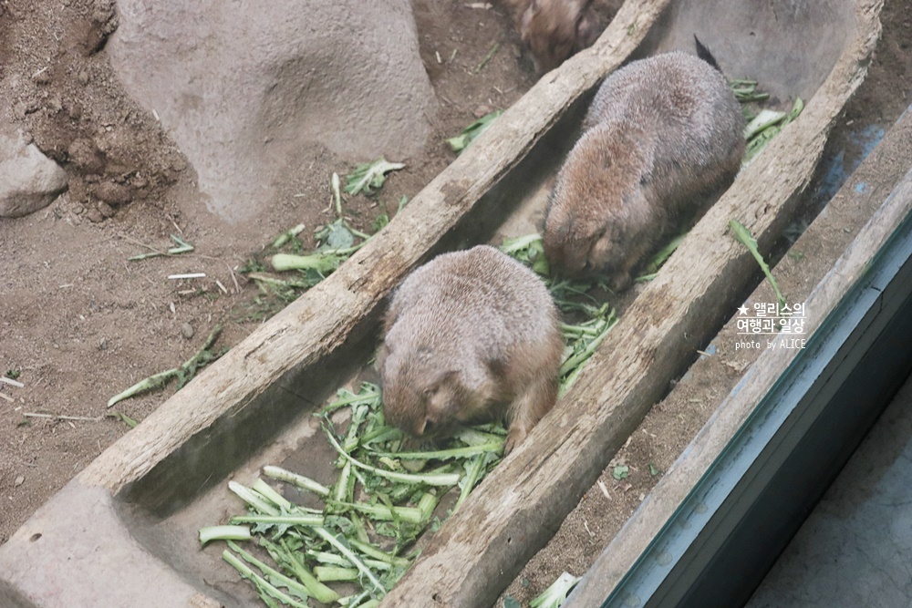 코엑스 아쿠아리움 입장권 할인예약 방법, 대중교통 가는 방법, 참물범 펭귄 비버 상어 보러가자!