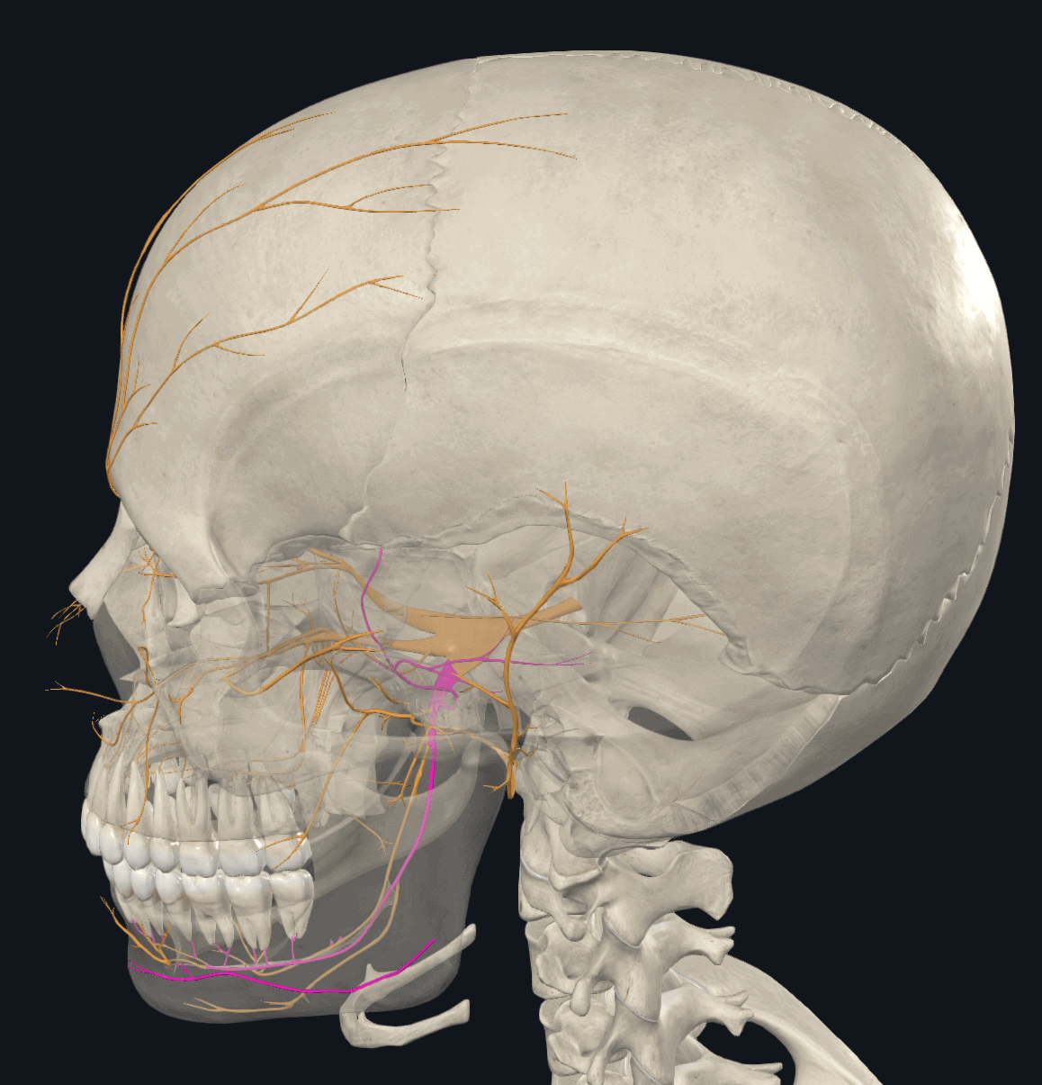 하악신경(아래턱신경) - 보라색