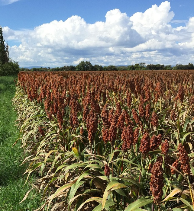 항산화 성분인 안토시아닌이 풍부하여 붉은 빛깔을 띠는 수수