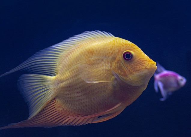 동양하루살이 천적, 물고기