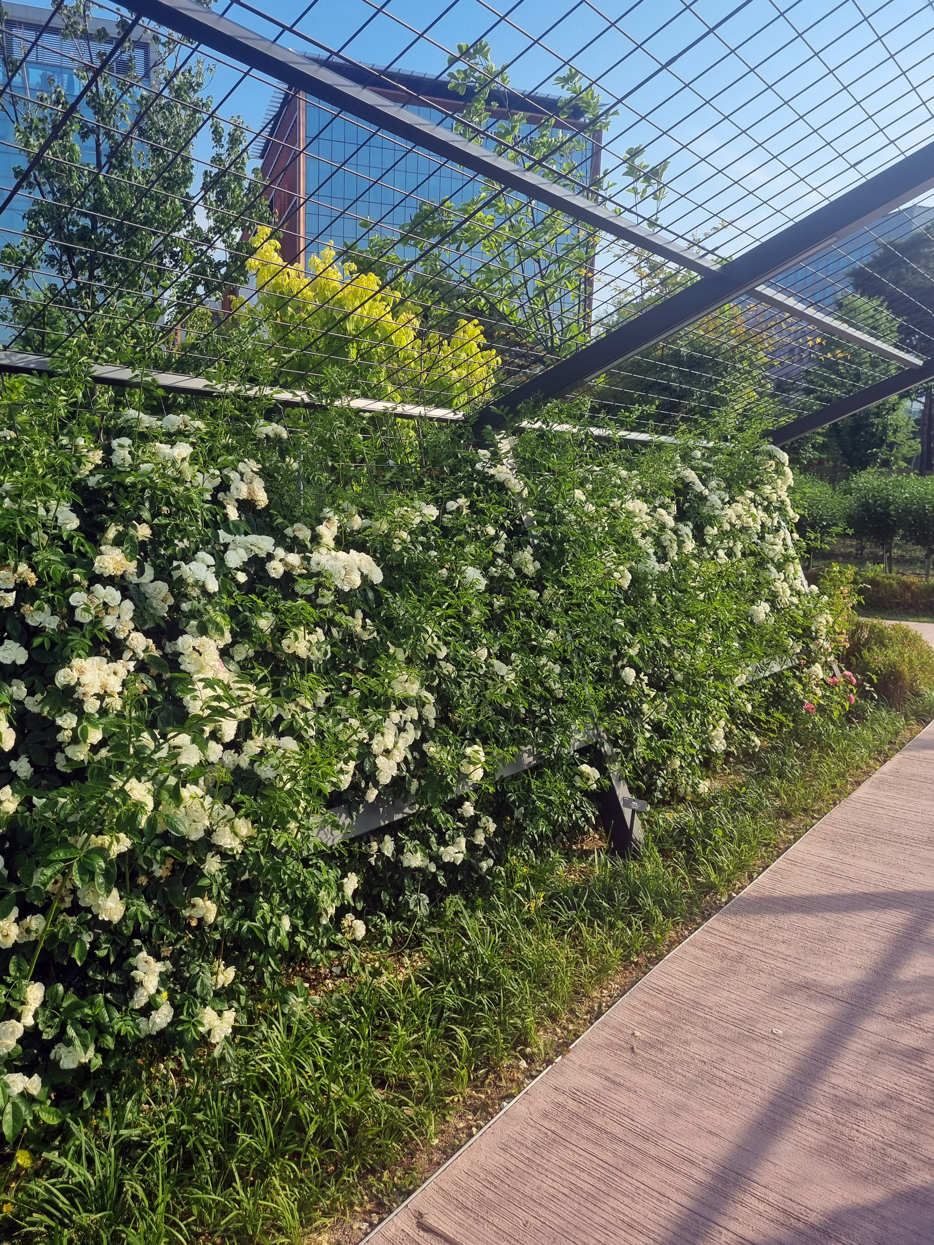 조형물과 어우러진 흰 덩쿨 장미