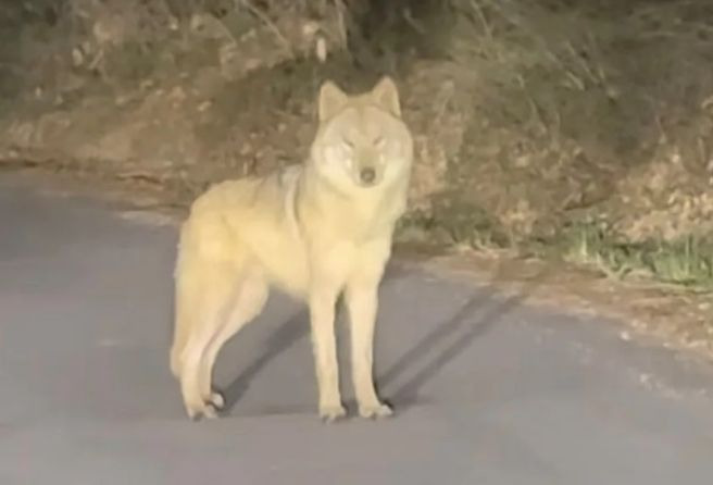 대전 오월드 6월 5일 재개장 확정: '늑구' 탈출 사태 종결과 이중 방어 시설 보강 내역 및 입점업체 피해보상 규모 심층 진단