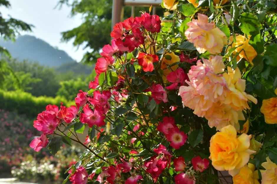 장성 평림댐 장미공원