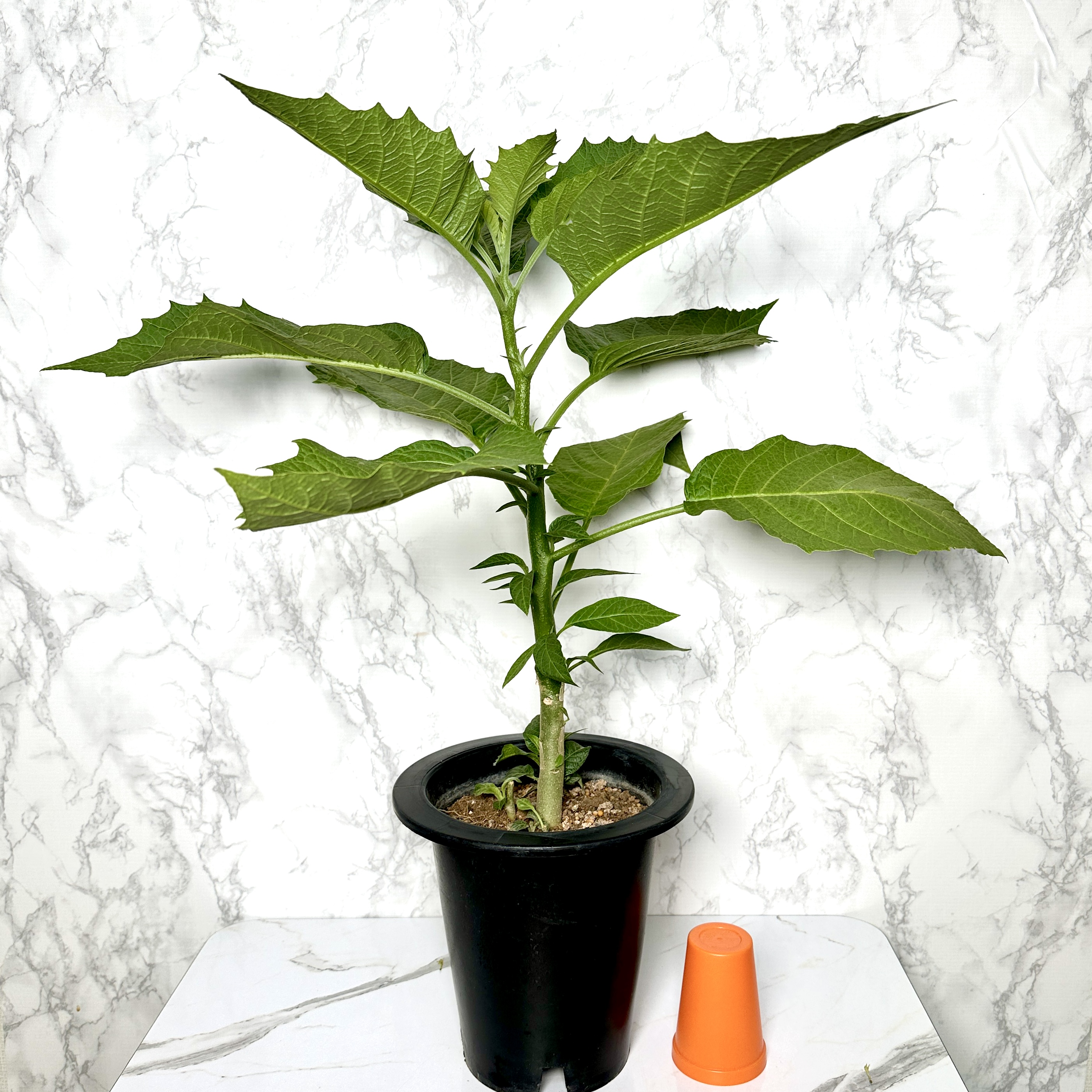 천사의나팔 키우기 꽃 꽃말 키우는방법