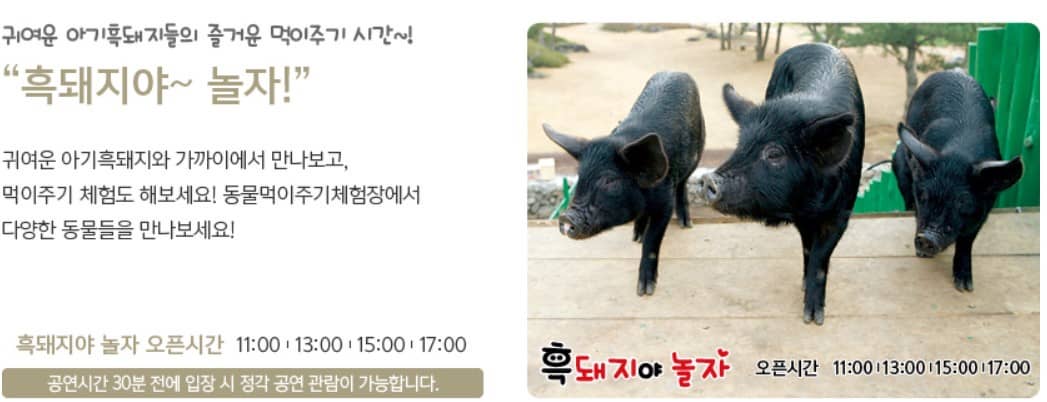 휴애리 여름 수국축제 7
