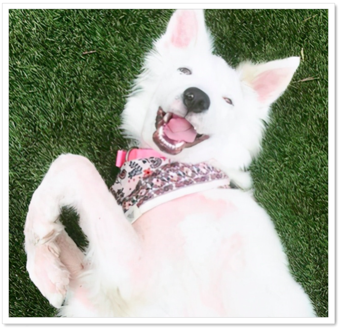 인간의 사랑으로 떠돌이 개 치유-3