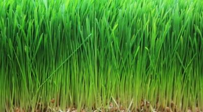 새싹보리이미지