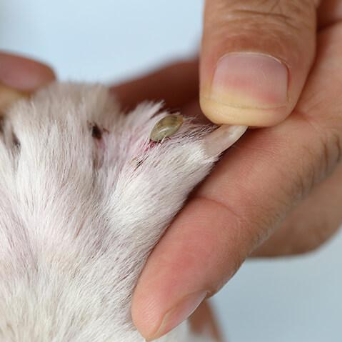 강아지 발 속 진드기