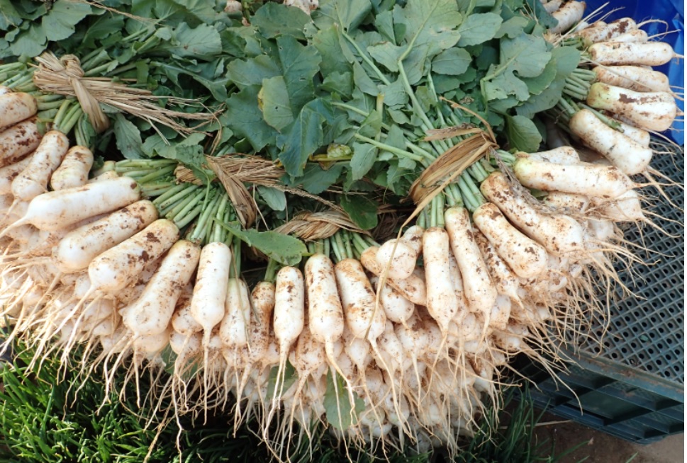 서산 고북면 국화축제 체험프로그램 알타리김치 담그기