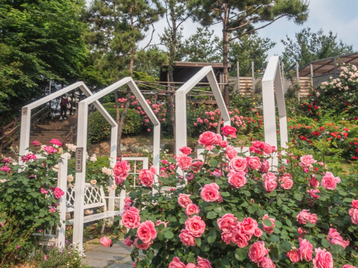 2023.서울 중랑구 장미축제.일정.주차.추천코스.맛집.2023안내.총정리