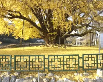 반계리 은행나무_14