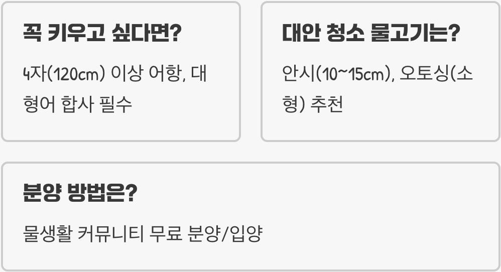 30cm까지 자라는 비파물고기&amp;#44; 키우기 전 꼭 알아야 할 것