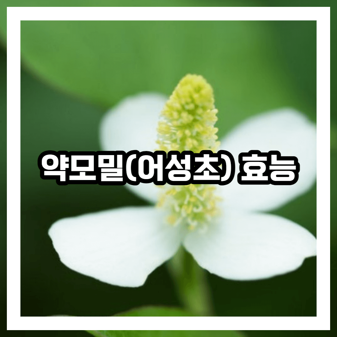 어성초 블로그 썸네일 사진