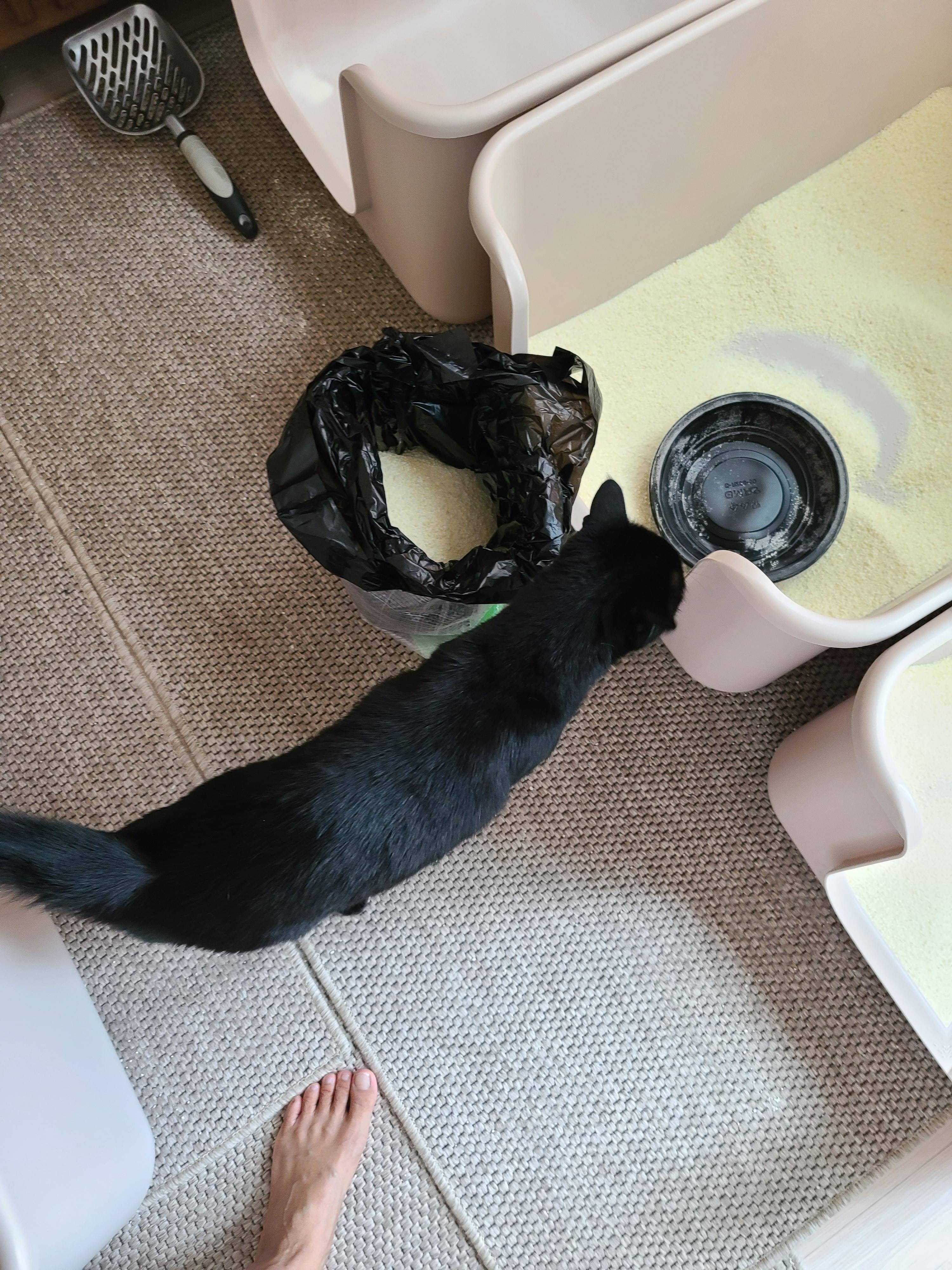 때가 되었다! 아이들 화장실 모래 전체갈이 한날.