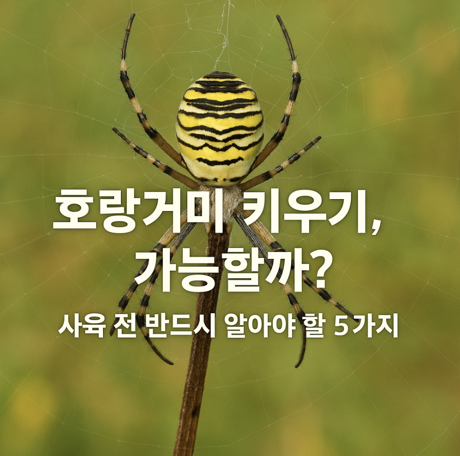 호랑거미 키우기, 가능할까? 사육 전 반드시 알아야 할 5가지