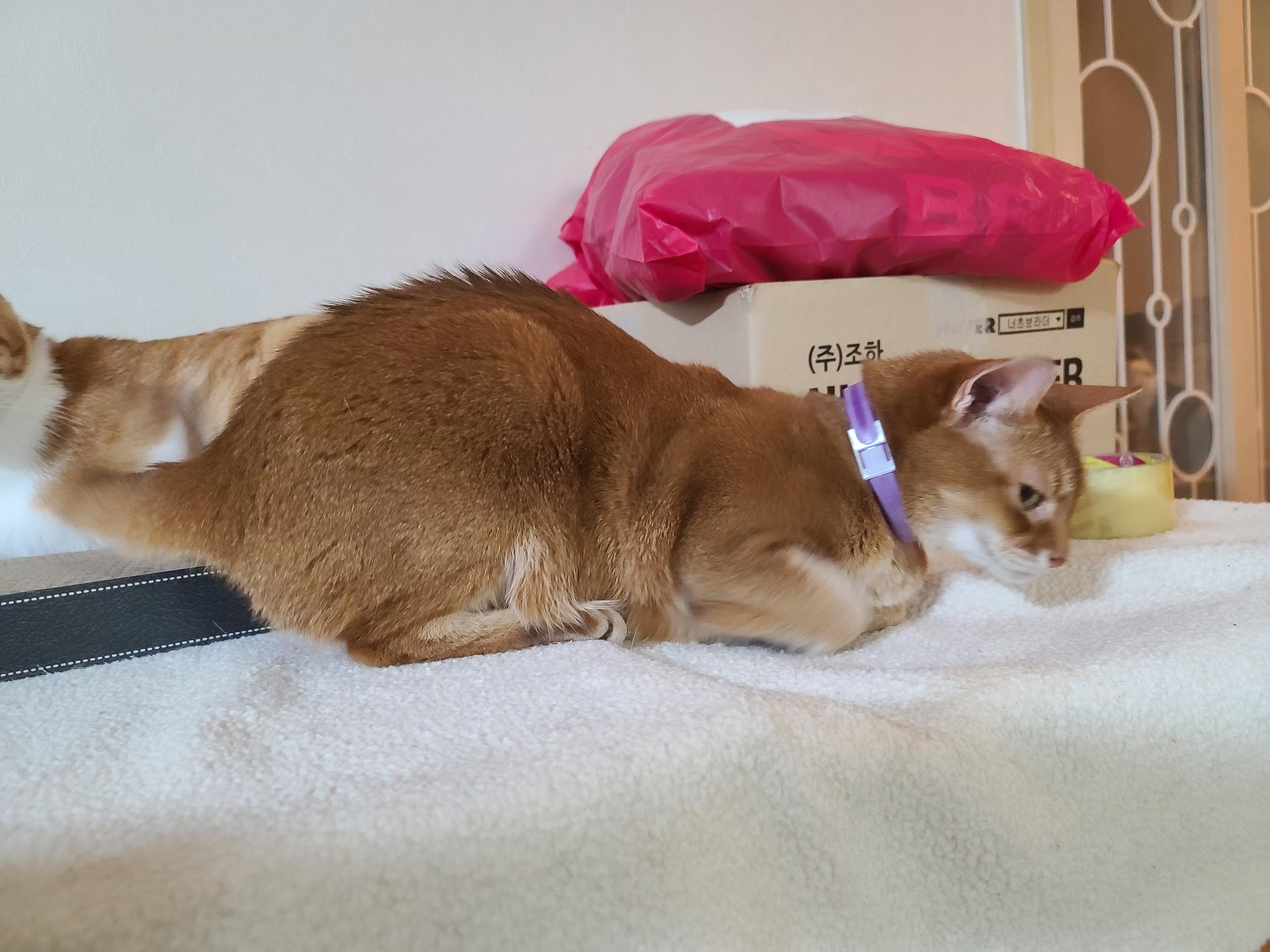 루나의 스트레스 완화를 위해 고양이 스트레스 해소에 도움이 되는 목걸이를 해봤다.