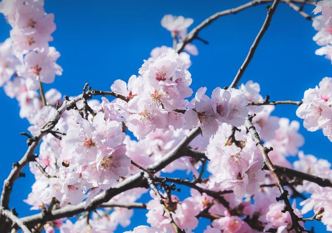 2024년 일본 전국 벚꽃 절정시기 완벽 정리! 도쿄, 오사카, 교토, 홋카이도 개화 시기 및 추천 명소