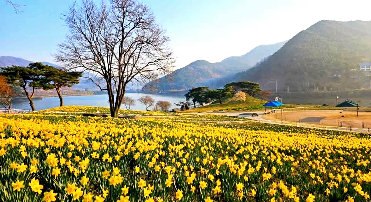 수선화가 만개한 모습. [인스타그램 jcheeseland]