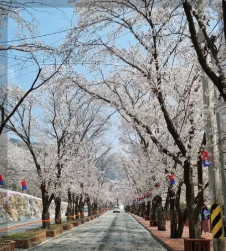 에덴 벚꽃길 벚꽃축제_1