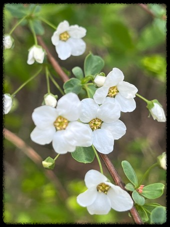 이팝&middot;조팝나무: 봄마다 느껴보는 이팝&middot;조팝나무 궁금증