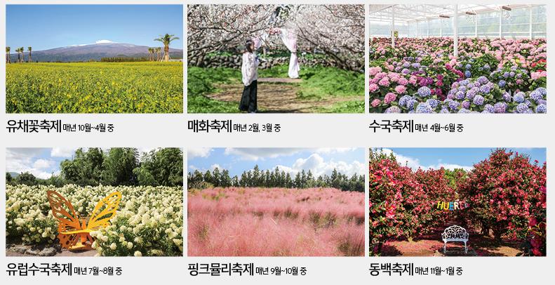 휴애리 수국축제