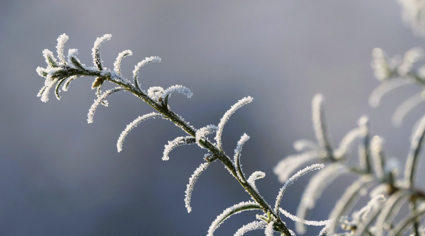 겨울정원준비루틴 관련사진