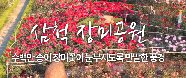 삼척 장미축제