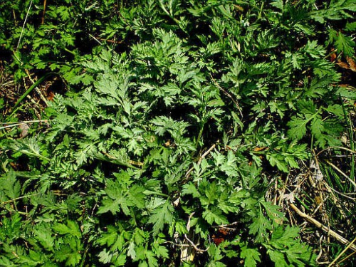 이른 봄 야외에서 직접 만난 파릇파릇한 어린 쑥의 모습입니다. 솜털이 보송보송할 때가 향이 가장 깊지요.