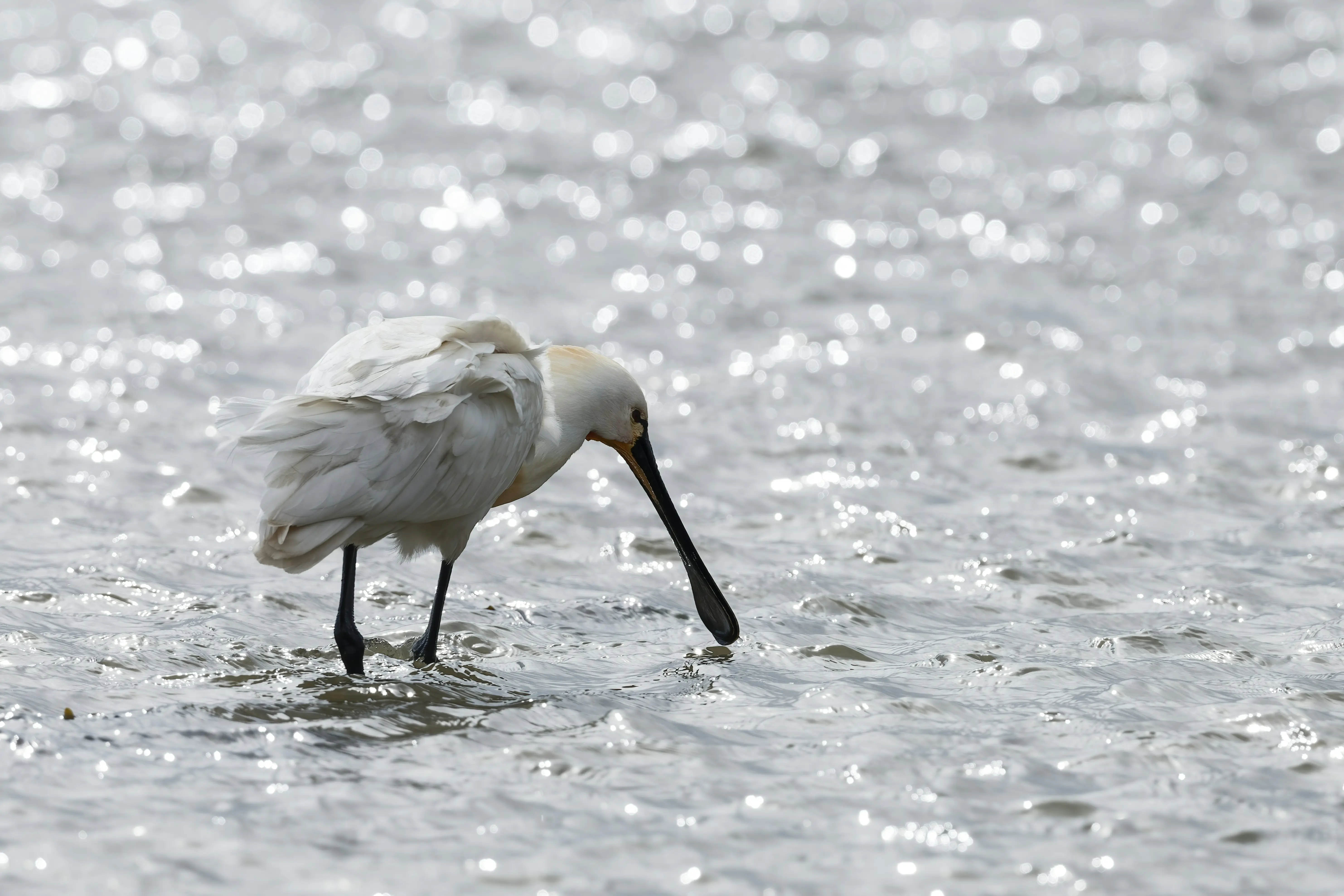얕은 물에서 먹이 활동 중인 저어새