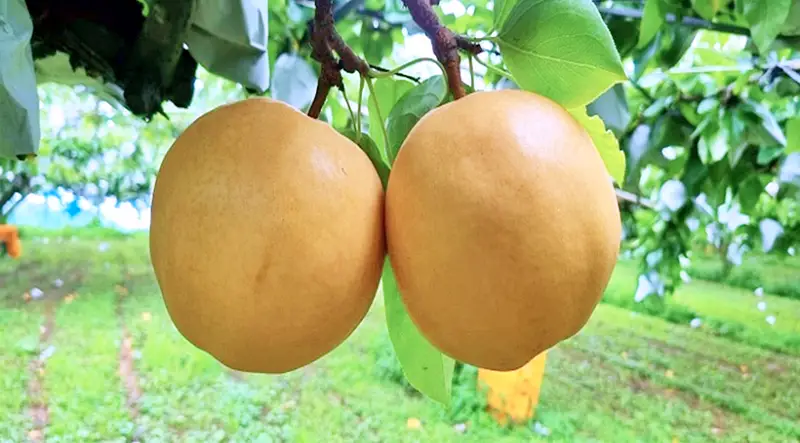 전남 나주 달콤한 과일 배 파는 곳 전국 택배 온라인 전화 주문 추천