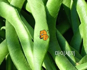 다이어트