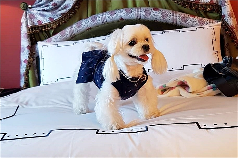 펫캉스 호텔 추천 5 : 반려동물과 함께 하는 휴가