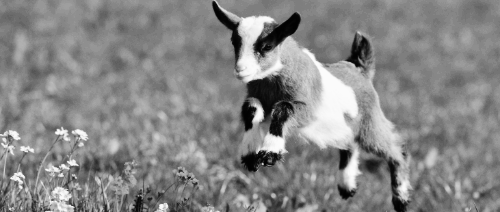 GOAT 무슨 뜻일까?