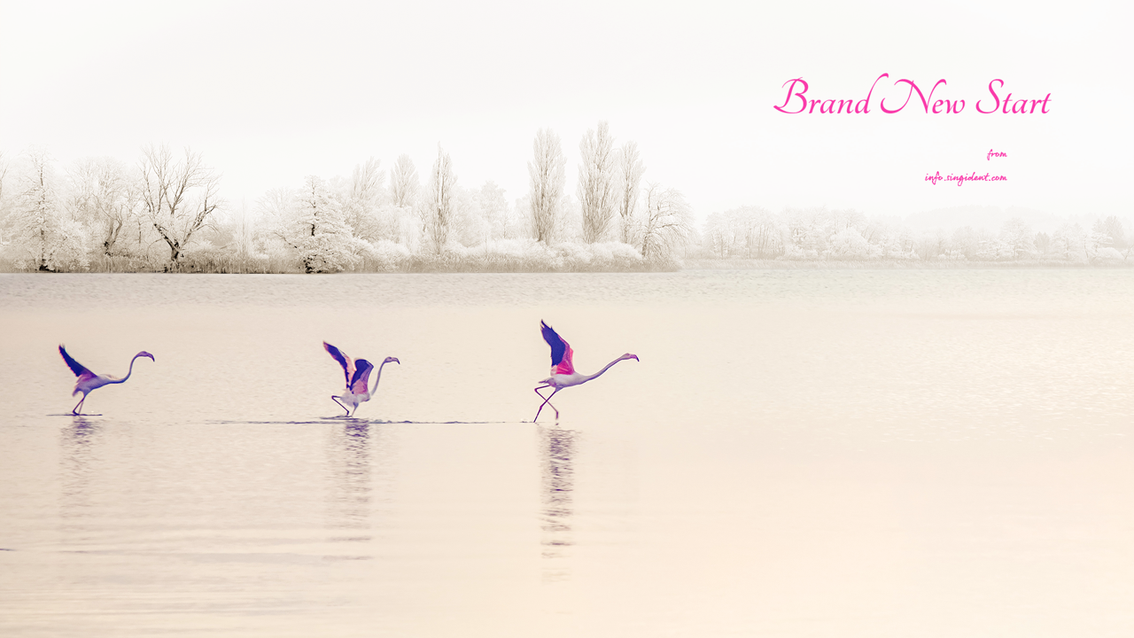 10 호수 위의 플라밍고 C - Brand New Start 새해배경화면