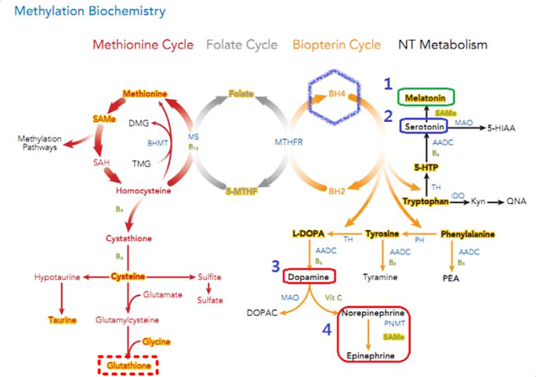 글루타치온 효능 효과 흡수율 추천제품
