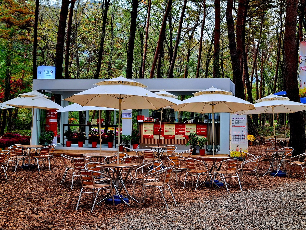 다시 찾아간 2024 인제 가을꽃축제: 국화, 야생화, 수변산책로, 숲 속 꽃길의 매력