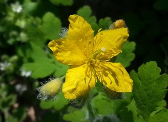 애기똥풀 추출물