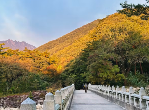 설악산 주전골 단풍 코스, 붉게 물든 암봉 절경과 초보자 트레킹 팁