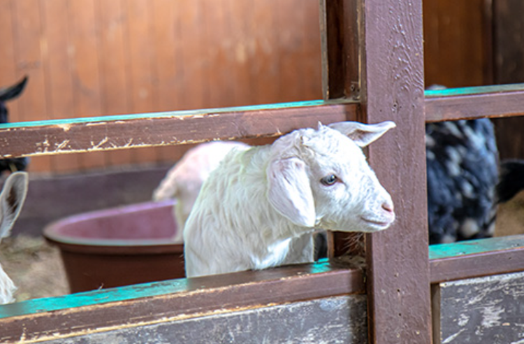 대관령 하늘목장