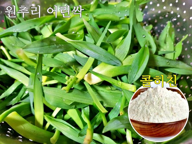 생으로 먹으면 안되는 봄나물,원추리